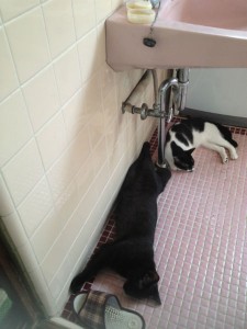 Cats in Bathroom