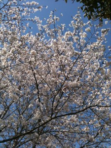 Yes... Hanami... at long last!