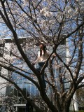"How high up a sakura can one safely climb?"